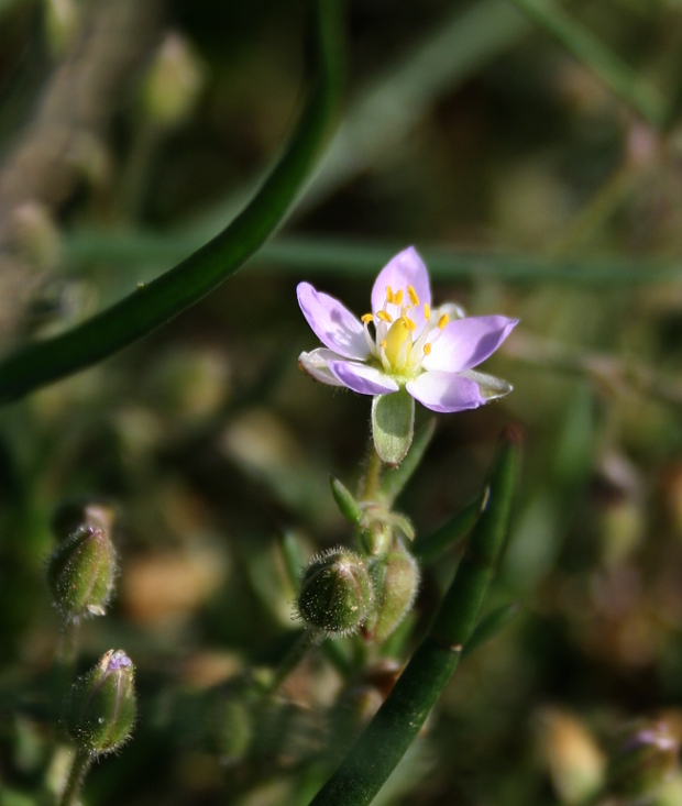 pakolenec obrúbený Spergularia media (L.) C. Presl