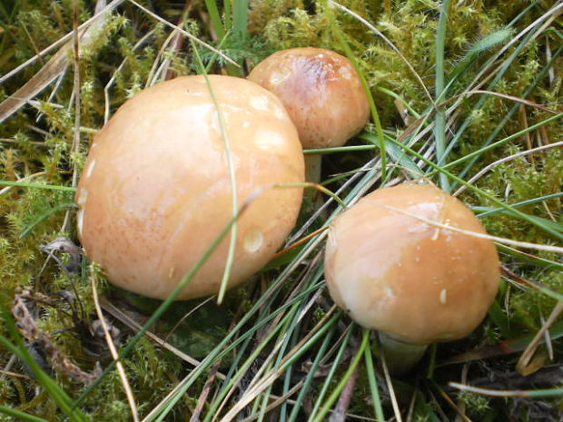 masliak zrnitý Suillus granulatus (L.) Roussel