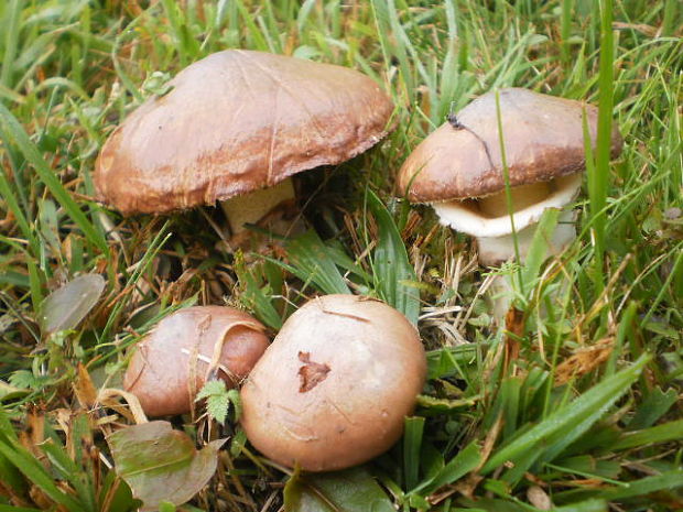 masliak obyčajný Suillus luteus (L.) Roussel