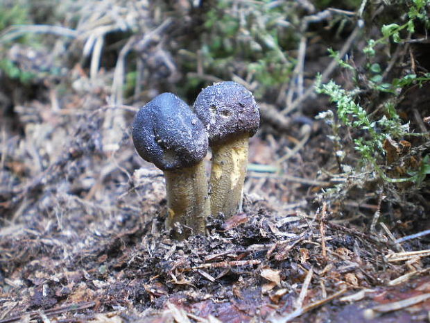 žezlovka hlavičkatá Tolypocladium capitatum (Holmsk.) Quandt, Kepler & Spatafora