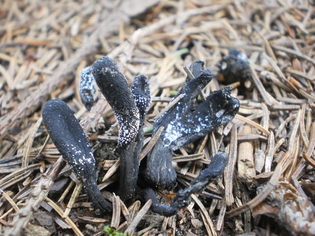 žezlovka srnková Tolypocladium ophioglossoides (J.F. Gmel.) Quandt, Kepler & Spatafora