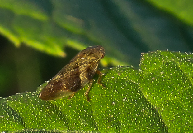 peniarka jelšová  Aphrophora alni