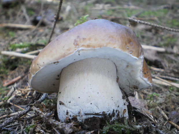 hríb smrekový Boletus edulis Bull.