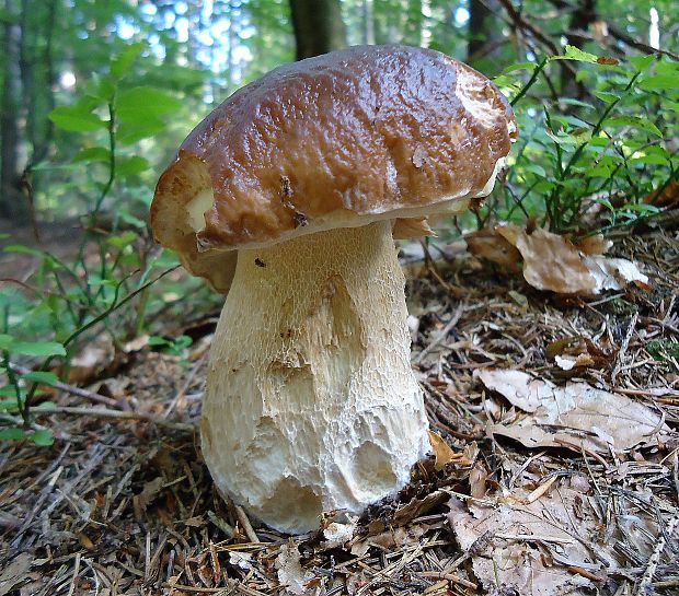 hríb smrekový Boletus edulis Bull.