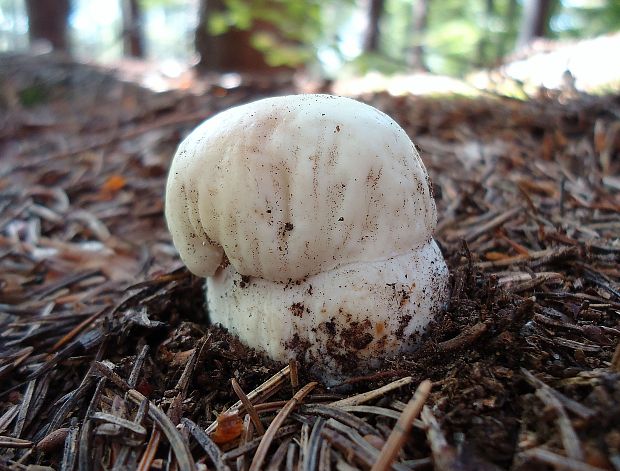 hríb smrekový Boletus edulis Bull.