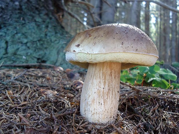 hríb smrekový Boletus edulis Bull.