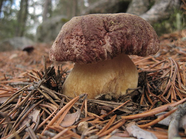 hríb sosnový Boletus pinophilus Pil. et Dermek in Pil.