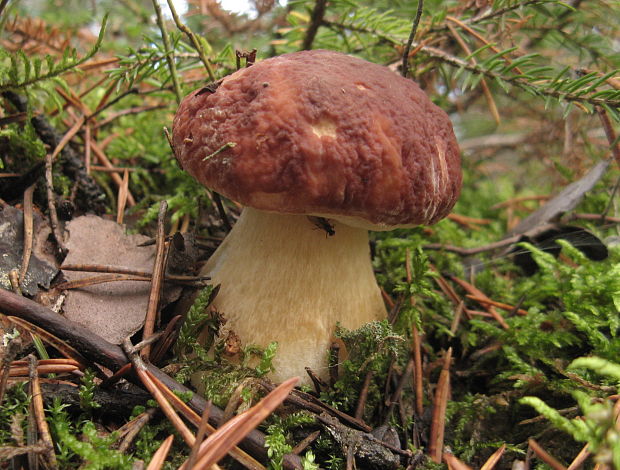 hríb sosnový Boletus pinophilus Pil. et Dermek in Pil.