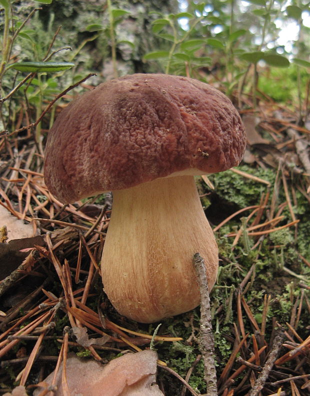 hríb sosnový Boletus pinophilus Pil. et Dermek in Pil.