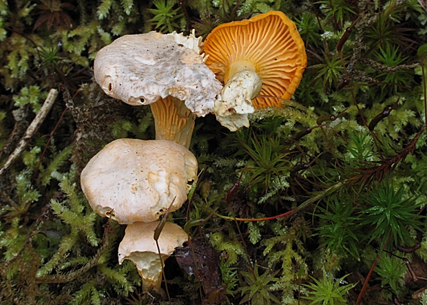 kuriatko bledé? Cantharellus pallens?