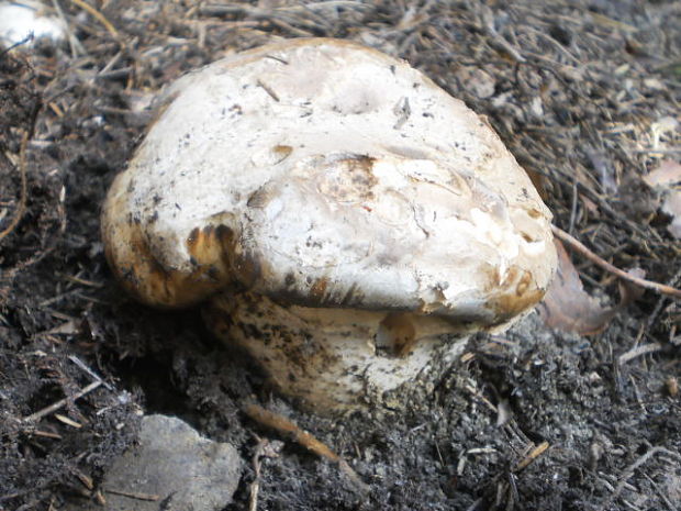 náramkovka cisárska Catathelasma imperiale (P. Karst.) Singer