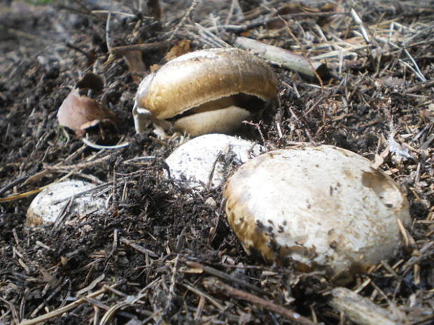 náramkovka cisárska Catathelasma imperiale (P. Karst.) Singer