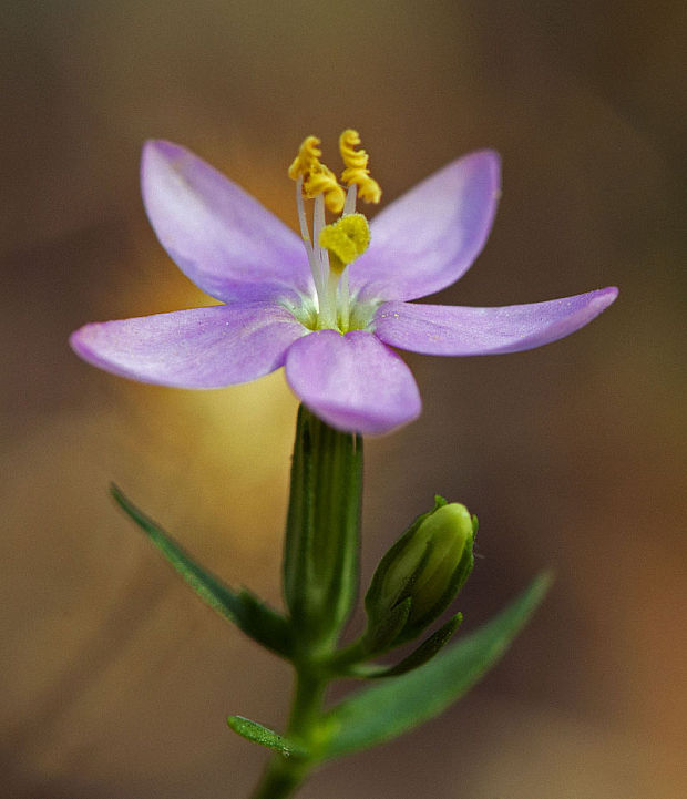 zemežlč menšia Centaurium erythraea Rafn