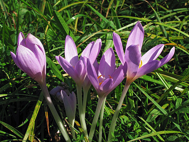 jesienka obyčajná Colchicum autumnale