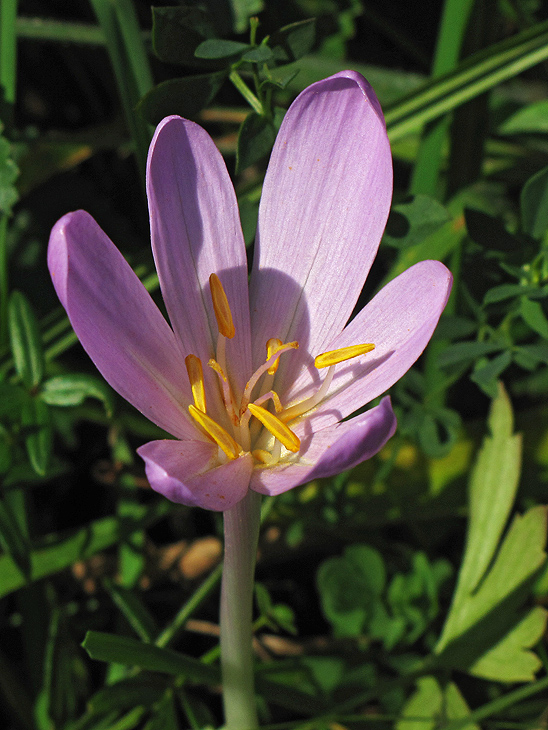 jesienka obyčajná Colchicum autumnale