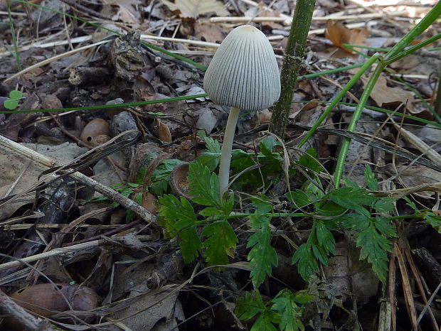 hnojník lúčový Coprinellus radians (Desm.) Vilgalys, Hopple & Jacq. Johnson