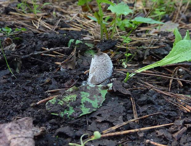 hnojník chlpatý Coprinopsis lagopus (Fr.) Redhead, Vilgalys & Moncalvo