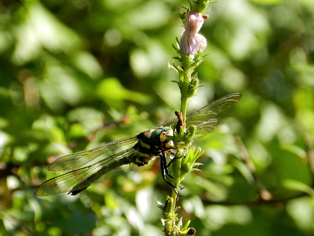 pásikavec Cordulegaster bidentata