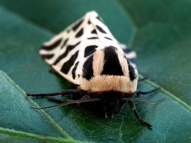 spriadač Cymbalophora pudica Esper, 1785