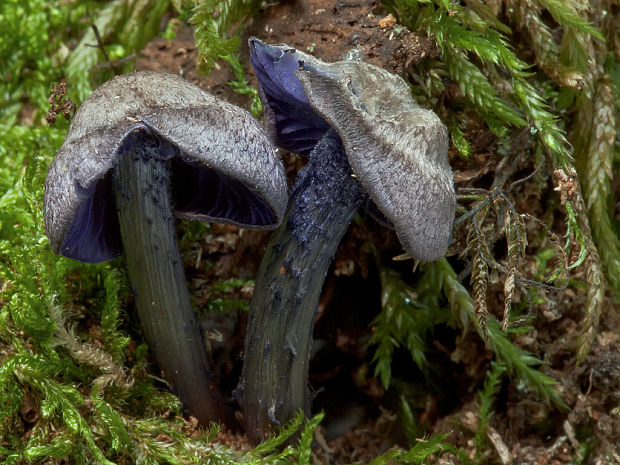 hodvábnica fialovomodrá Entoloma euchroum (Pers.) Donk