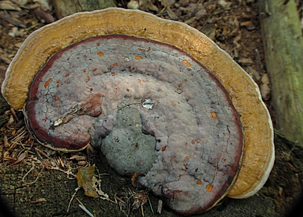 práchnovček pásikavý Fomitopsis pinicola (Sw.) P. Karst.