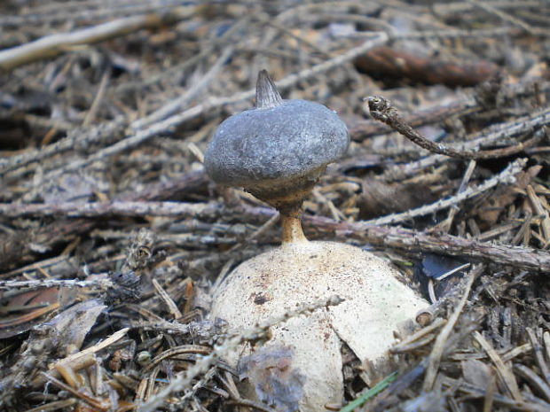 hviezdovka dlhokrčková Geastrum pectinatum Pers.