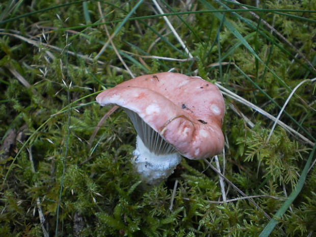 sliziak ružový Gomphidius roseus (Fr.) Oudem.