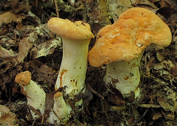 jelenka poprehýbaná Hydnum repandum L.