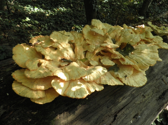 sírovec obyčajný Laetiporus sulphureus (Bull.) Murrill