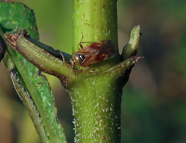 bzdoška Lygus pratensis