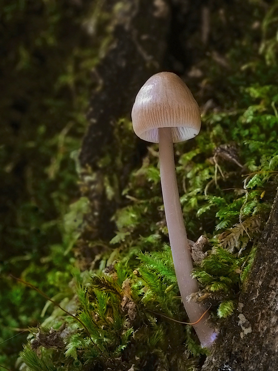 prilbička Mycena sp.