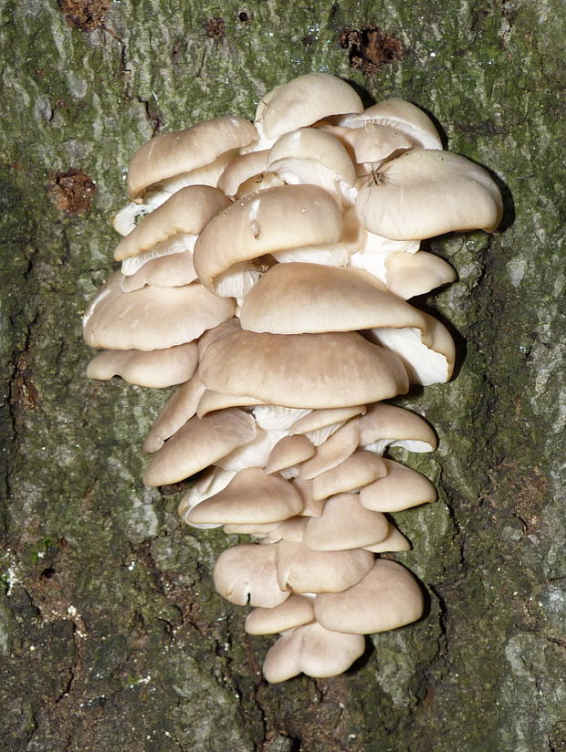 hliva buková Pleurotus pulmonarius (Fr.) Quél.