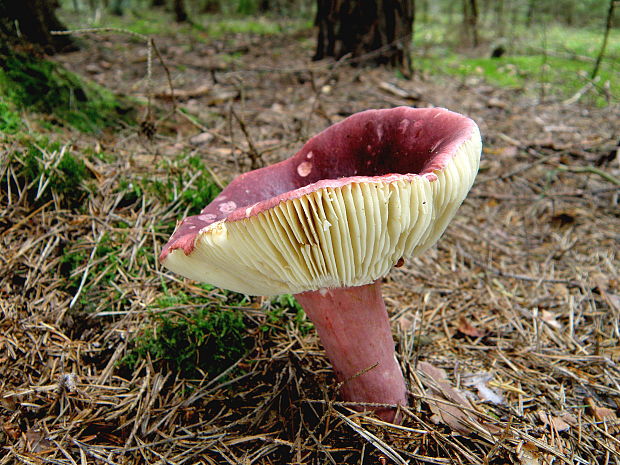 plávka zlomocná Russula sardonia Fr.