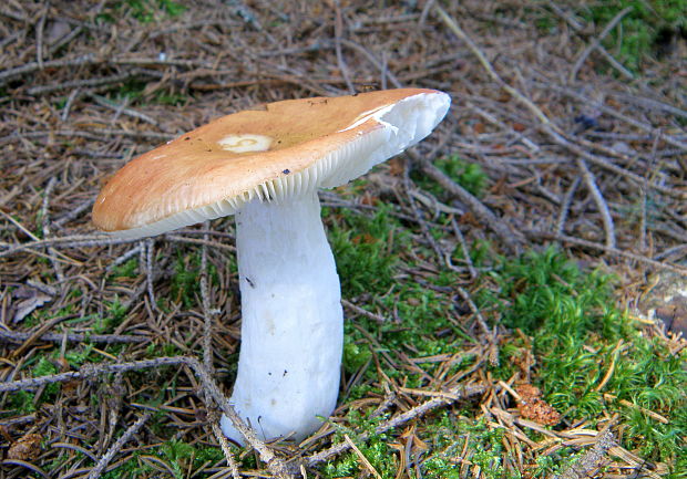 plávka Russula sp.