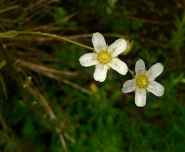 lomikameň metlinatý - detail Saxifraga paniculata Mill.