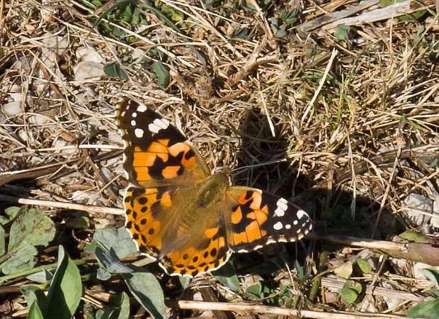 babôčka bodliaková Vanessa cardui