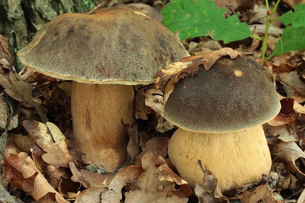 hríb bronzový Boletus aereus Bull. ex Fr.