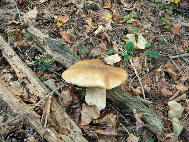 hríb smrekový Boletus edulis Bull.