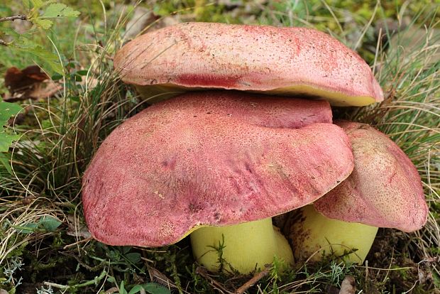 hríb kráľovský Butyriboletus regius (Krombh.) D. Arora & J.L. Frank