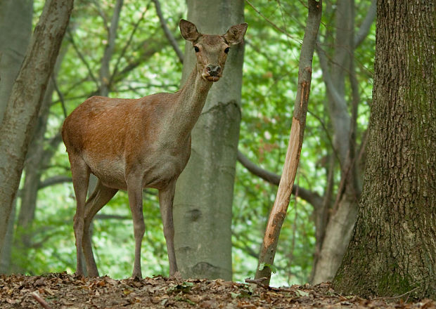 jeleň lesný Cervus elaphus