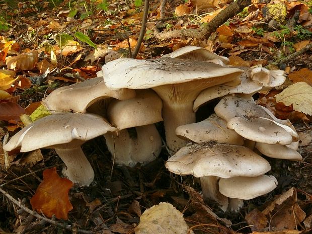 strmělka mlženka - Strmuľka inovaťová Clitocybe nebularis  (Batsch) P. Kumm.