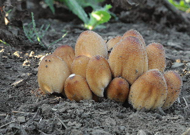 hnojník Coprinellus sp.