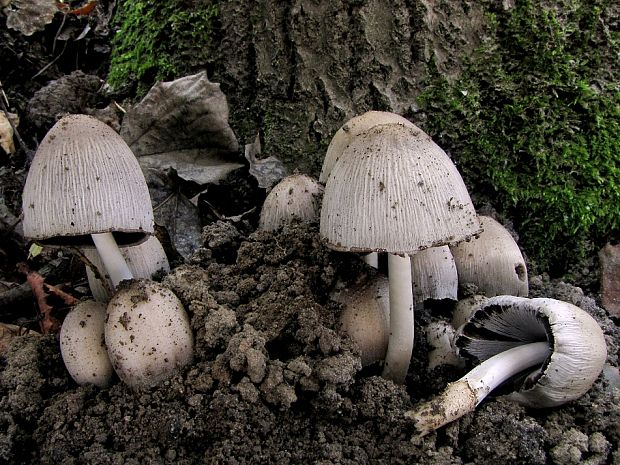 hnojník atramentový Coprinopsis atramentaria (Bull.) Redhead, Vilgalys & Moncalvo