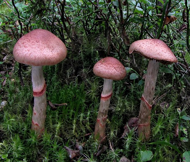 pavučinovec červenopásový Cortinarius armillatus (Fr.) Fr.