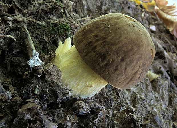 hríb jamkatý Hemileccinum depilatum (Redeuilh) Šutara