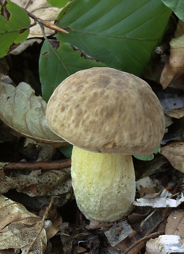 hríb jamkatý Hemileccinum depilatum (Redeuilh) Šutara