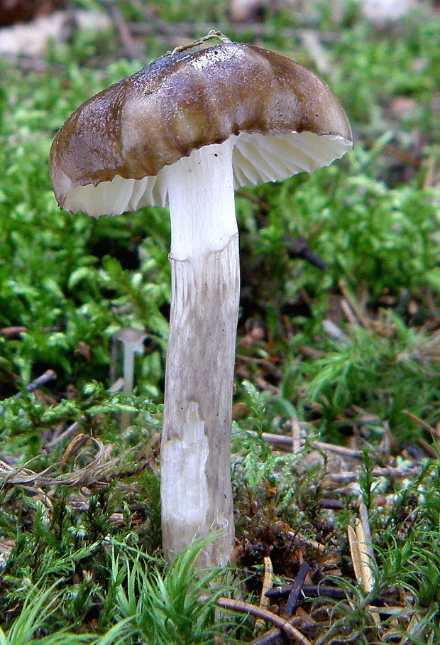 šťavnačka olivovohnedá  Hygrophorus olivaceoalbus (Fr.) Fr.