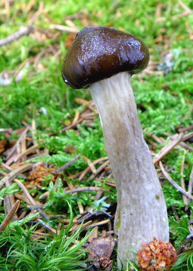 šťavnačka olivovohnedá Hygrophorus olivaceoalbus (Fr.) Fr.