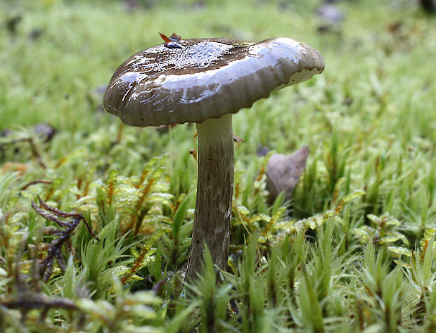 šťavnačka olivovohnedá Hygrophorus olivaceoalbus (Fr.) Fr.