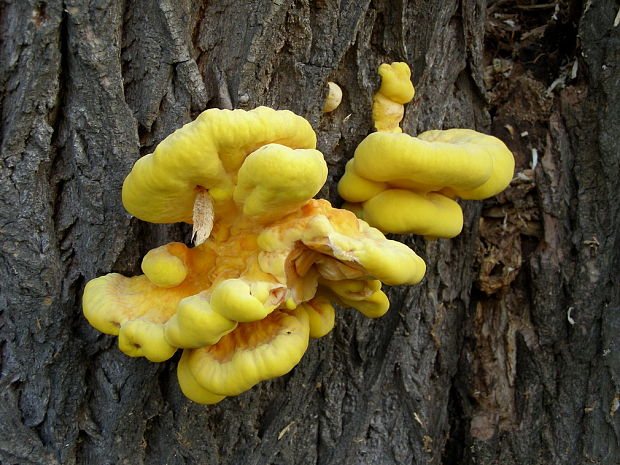 sírovec obyčajný Laetiporus sulphureus (Bull.) Murrill